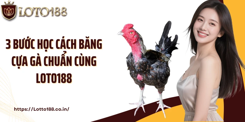 3 bước học cách băng cựa gà chuẩn cùng Loto188