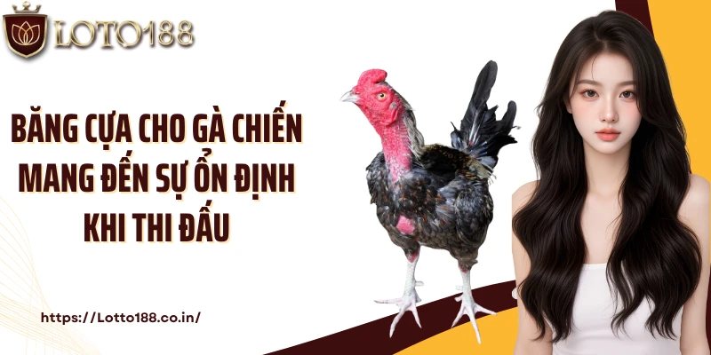 Băng cựa cho gà chiến mang đến sự ổn định khi thi đấu