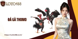 Đá Gà Thomo: Cá Cược Đấu Kê Xanh Chín, Gay Cấn Cùng Loto188