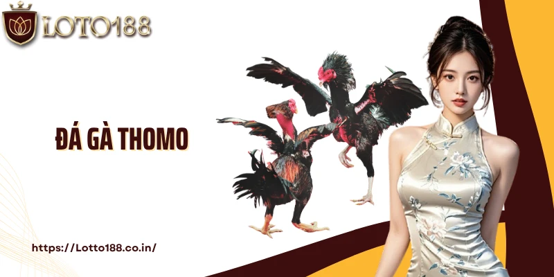 Đá Gà Thomo: Cá Cược Đấu Kê Xanh Chín, Gay Cấn Cùng Loto188