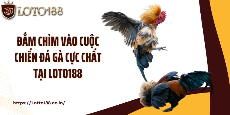 Đắm chìm vào cuộc chiến đá gà cực chất tại LOTO188
